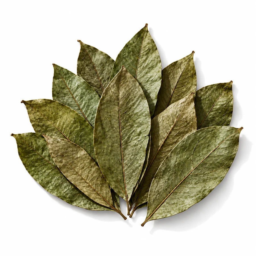 Whole dried soursop leaves, botanical illustration